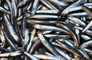 പഴയ മീൻ വിൽക്കണ്ട. പണി പാളും…