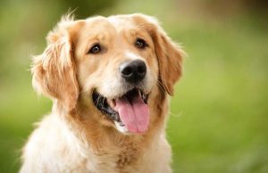 അറിഞ്ഞ് പരിപാലിക്കാം വളര്ത്തു നായ്ക്കളെ…