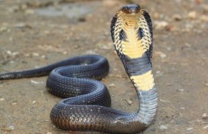 ചൂട് കൂടുന്നു;പാമ്പ് ശല്യമേറുന്നു. ശ്രദ്ധിക്കേണ്ട കാര്യങ്ങൾ…