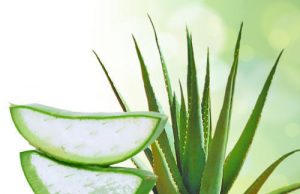 കറ്റാര്വാഴ ജ്യൂസിന്റെ ഗുണങ്ങൾ