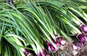 ചെറിയ ഉള്ളി വീട്ടിൽ കൃഷി ചെയ്യാം…