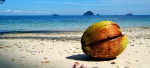 ചകിരിച്ചോറ് കൃഷിയ്ക്ക് സൂപ്പറാട്ടാ…..