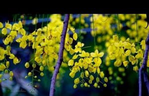 വിഷുവിന്റെ കഥയറിയാമോ?