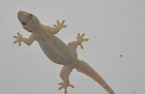 പല്ലി ചിലച്ചാൽ… പല്ലി ശരീരത്തിൽ വീണാൽ… ഗൗളി ശാസ്ത്രം ഇങ്ങനെ