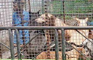 ജപ്തി തടഞ്ഞ നായ്ക്കളെയും ജപ്തി ചെയ്തു.ബാങ്ക് പിടിച്ച പുലിവാല്!