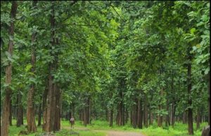 കാട്ടിലെ തേക്ക് തോട്ടങ്ങൾ മുറിച്ചുമാറ്റാനൊരുങ്ങി വനം വകുപ്പ്.