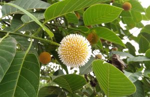 പ്രണയികളെ ഒന്നിപ്പിക്കുന്ന മരം!!! തൃശൂരിൽ കടമ്പ് പൂത്തു.