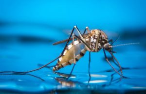 കൊതുകുകൾ ചിലരെ തിരഞ്ഞ് കുത്തും! കാരണമുണ്ട്.