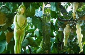 നഗ്ന സ്ത്രീയുടെ രൂപത്തിലുള്ള പുഷ്പം. സത്യമെന്താണ്?