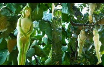 നഗ്ന സ്ത്രീയുടെ രൂപത്തിലുള്ള പുഷ്പം. സത്യമെന്താണ്?