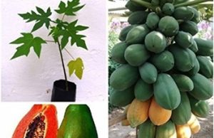 ഇത്തിരി മണ്ണ് സ്വന്തമായുണ്ടോ? റെഡ് ലേഡി പപ്പായ ലാഭം തരും.