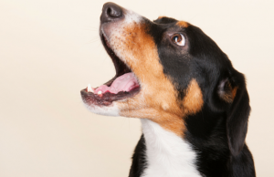 നായ ഓരിയിടുന്നതെന്ത് കൊണ്ട്? വിവരാവകാശ കമ്മീഷൻ കാരണം തേടുന്നു.