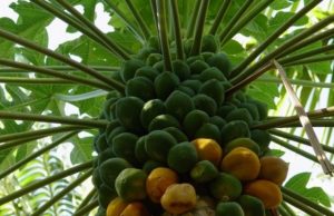 പണം കായ്ക്കുന്ന പപ്പായ.