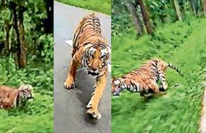 ബൈക്ക് യാത്രയും, വയനാട്ടിലെ കടുവയും. വാസ്തവമെന്ത്?