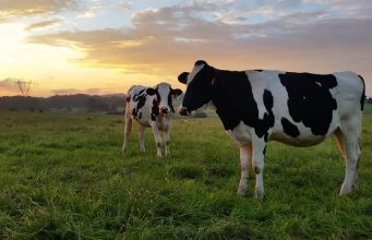 വില കുറഞ്ഞ പാൽ ഒഴുകുന്നു. പിടിച്ച് നിൽക്കാൻ പാടുപെട്ട് ക്ഷീര കർഷകർ.