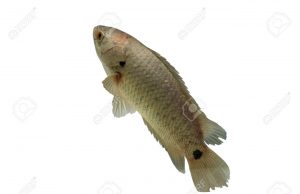 വളർത്തു മീനിൽ പ്രിയങ്കരമാകുന്നു – അനാബസ്.