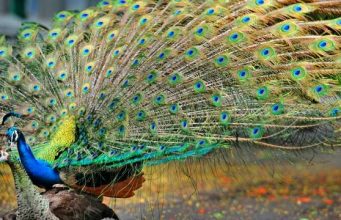മയില് ചത്താല് ദേശീയ പതാക പുതപ്പിക്കുന്നത് എന്തിന് ?