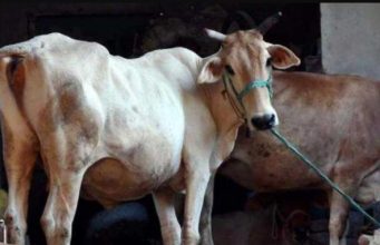 ക്ഷീര കര്ഷകര്ക്കും, കന്നുകാലിവളര്ത്തലിനും രണ്ട് ലക്ഷം രൂപ; കര്ഷകരെ സഹായിക്കാനൊരുങ്ങി സര്ക്കാര്