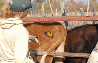 പശുക്കള്ക്ക് പിന്നില് മൂന്നാം കണ്ണ്… ഇതെന്ത് സംഭവം?