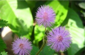 തൊട്ടാര്വാടിയും മഷിതണ്ടും നിസാരക്കാരല്ല കേട്ടോ… അലര്ജി മുതല് ക്യാന്സര് വരെ തടയും