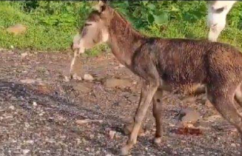 പുല്ല് തിന്നുന്നതിനിടെ വായിൽ വിഷപ്പാമ്പ് കുടുങ്ങി; കഴുതക്ക് സംഭവിച്ചത്, വീഡിയോ കാണാം