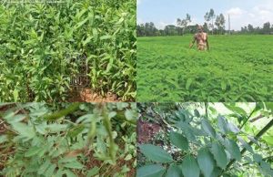 പച്ചില വളങ്ങള് മണ്ണിനെ പൊന്നാക്കും