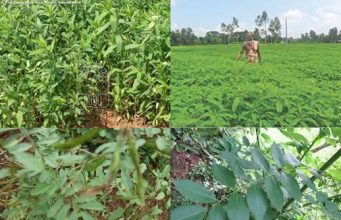 പച്ചില വളങ്ങള് മണ്ണിനെ പൊന്നാക്കും