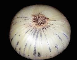 നിങ്ങളറിയാതെ പോകുന്ന സവാളയിലെ വിഷം ഇനിയെങ്കിലും ഒഴിവാക്കണേ…