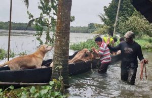 പ്രളയം അടുത്തെത്തി… വളര്ത്തുമൃഗങ്ങളെ സംരക്ഷിക്കേണ്ടത് അറിഞ്ഞിരിക്കാം…