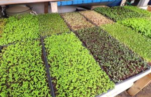 വീടിനുള്ളില് ഇരുന്ന് മൈക്രോഗ്രീന് കൃഷി ചെയ്യം…