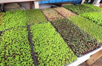 വീടിനുള്ളില് ഇരുന്ന് മൈക്രോഗ്രീന് കൃഷി ചെയ്യം…