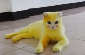 മഞ്ഞള്പ്പൊടി വാരിവിതറിയത് ഫംഗസ് ബാധ മാറ്റാന്: നിറം മാറിയ പൂച്ചയെക്കണ്ട് ഞെട്ടി ഉടമ!!