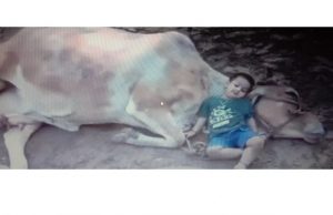 മൂന്ന് വയസ്സുക്കാരന്റെ സ്നേഹത്തിന് മുന്പില് അനുസരണയോടെ കിടക്കുന്ന തള്ള പശു… സോഷ്യല് മീഡിയയില് വൈറലായ വീഡിയോ കാണാം…