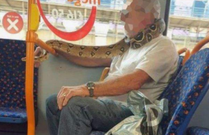 ബസില് മാസ്കിന് പകരം പാമ്പ്: വ്യത്യസ്തമായ മുഖാവരണം കണ്ട് ഞെട്ടി സഹയാത്രക്കാര്