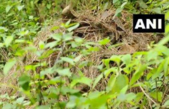 ലോകത്ത് ആദ്യമായി 2000 മീറ്റർ ഉയരത്തിൽ രാജവെമ്പാലയെ കണ്ടെത്തി; വീഡിയോ