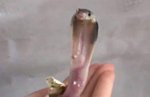 പത്തിവിടര്ത്തി ആടിയാടി മുട്ടയില് നിന്ന് പുറത്തേക്ക്: വൈറലായി രാജവെമ്പാല കുഞ്ഞ്