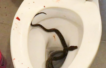 ടോയ്ലെറ്റില് പോകുന്നതിനിടെ ശക്തമായ വേദന അനുഭവപ്പെട്ടു: നോക്കിയപ്പോള് കടിച്ച് തൂങ്ങിയ മലമ്പാമ്പ്, പിന്നീട് സംഭവിച്ചത്