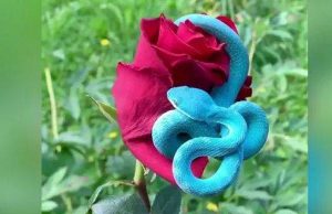 കണ്ടാല് എന്തൊരു പാവം, പക്ഷേ കടികിട്ടിയാല് പണി പാളും: അപകടകാരിയായ നീല അണലി, വീഡിയോ