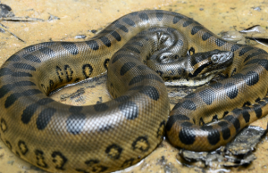 മനുഷ്യനെ തിന്നുന്ന അനക്കോണ്ടയെക്കുറിച്ച് പഠിക്കാന് സാഹസിക യാത്ര; ഗവേഷകര് കണ്ട ഞെട്ടിക്കുന്ന കാഴ്ചകള്, വീഡിയോ കാണാം