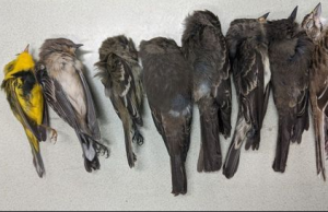 നൂറു കണക്കിന് പക്ഷികള് ഒരേ സമയം ചത്തു വീഴുന്നു, ഭയപ്പെടുത്തുന്ന കാഴ്ച; കാരണമറിയാതെ ശാസ്ത്രജജ്ഞര്