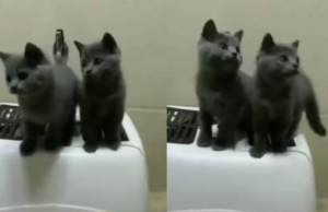 പാട്ട് കേട്ടാല് പിന്നെ ഒന്നും നോക്കില്ല, തുടങ്ങും ഡാന്സ്; വൈറലായി പൂച്ചക്കുട്ടികള്