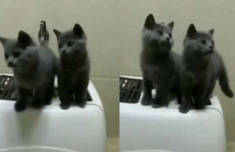 പാട്ട് കേട്ടാല് പിന്നെ ഒന്നും നോക്കില്ല, തുടങ്ങും ഡാന്സ്; വൈറലായി പൂച്ചക്കുട്ടികള്