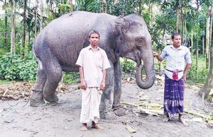 ഭാര്യക്ക് ആനയെ വാങ്ങമെന്ന് മോഹം: ഭൂമി വിറ്റ് ആഗ്രഹം നിറവേറ്റി കര്ഷകന്