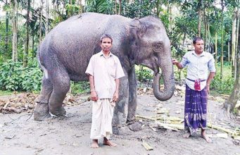 ഭാര്യക്ക് ആനയെ വാങ്ങമെന്ന് മോഹം: ഭൂമി വിറ്റ് ആഗ്രഹം നിറവേറ്റി കര്ഷകന്