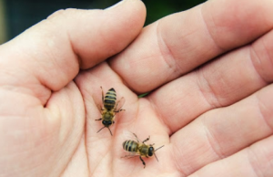 തേനീച്ച വിഷം സ്തനാര്ബുദ കോശങ്ങളെ നശിപ്പിക്കും? പഠനഫലം പുറത്ത്