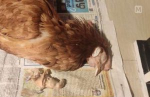 പിണറായിയിൽ കോഴി പ്രസവിച്ചു; അമിതരക്തസ്രാവത്താൽ ചത്തു, അമ്പരപ്പ്!!