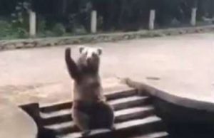 ഭക്ഷണത്തിനായി കൈ വീശിയും ആഗ്യം കാണിച്ചും ഒരു കരടി; വൈറലായി വീഡിയോ