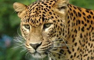 പ്രിയപ്പെട്ട പശുവിനെ കൊന്നുതിന്നു, ഒന്നര വര്ഷത്തിന് ശേഷം പ്രതികാരം: പുലിയെ കൊന്നയാള് അറസ്റ്റില്