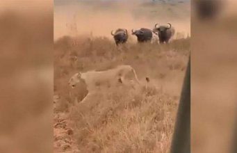 കാട്ടിലെ രാജാവെന്ന ജാഡ നടക്കില്ല; പോത്തിന് മുന്നില് തോറ്റ് തുന്നം പാടി സിംഹം, വീഡിയോ വൈറല്