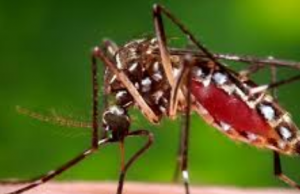 മഴക്കാലമാണ്, ഡെങ്കിപ്പനിയെ സൂക്ഷിക്കണം; ഡെങ്കി മരണത്തിന് കാരണമാകുന്നത് എപ്പോഴെല്ലാമെന്നറിയാം